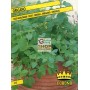 COMMON OREGANO SEEDS