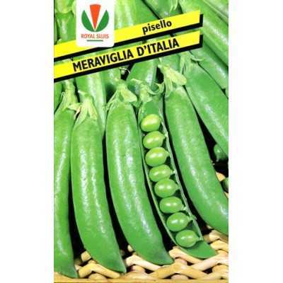 Dwarf PEA SEEDS WONDER OF ITALY GR. 500