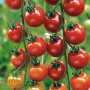 INDETERMINATE HIGH CHERRY TOMATO SEEDS