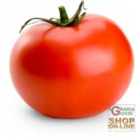 TOMATO SEEDS MONTECARLO HYBRID F1 SPECIALITY BISON