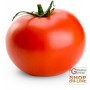 TOMATO SEEDS MONTECARLO HYBRID F1 SPECIALITY BISON