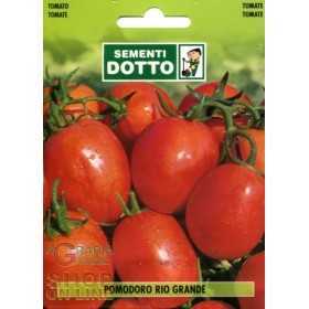 SEMI DI POMODORO RIO GRANDE ACCIAIOSO PER CONSERVE 