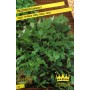 COMMON PARSLEY SEEDS 2
