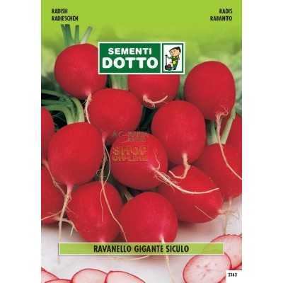 SEEDS OF SICILIAN GIAGANTE RADISH