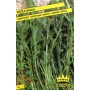 SEEDS OF WILD ROCKET
