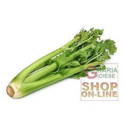 GREEN CELERY SEEDS BY ELNE GIANT