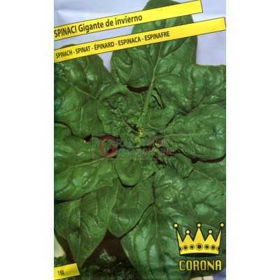 WINTER GIANT SPINACH SEEDS