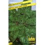 WINTER GIANT SPINACH SEEDS