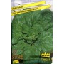 SEEDS OF SPINACH MATADOR GIANT LEAF