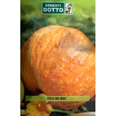 PUMPKIN SEEDS BIG MAX QUINTAL BAGS