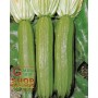 SEMI DI ZUCCHINO ALBERELLO DI SARZANA 