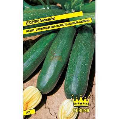 SEMI DI ZUCCHINO AMBASSADOR 