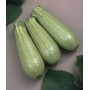 SEEDS OF ZUCCHINO CLARITA F1 LB. 1 GR. 454