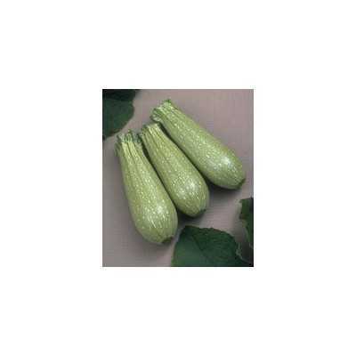 SEEDS OF ZUCCHINO CLARITA F1 LB. 1 GR. 454