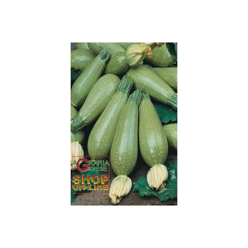 Semi Di Zucchino Genovese 6g, Alta Germinazione, Per Orto E Vaso, Raccolto Abbondante
