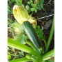 SEMI DI ZUCCHINO NANO VERDE DI MILANO 
