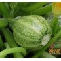 SEMI DI ZUCCHINO TONDO CHIARO DI NIZZA 