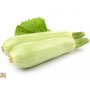 SEMI DI ZUCCHINO TOP KAPI F1 GR. 20 