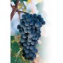 UVA FRAGOLA ISABELLA NERA PIANTA INNESTATA IN VASO 