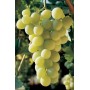 ITALIAN GRAPES PLANT GRAFTED ON BARBATELLA IN POT