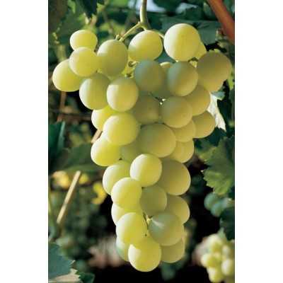 ITALIAN GRAPES PLANT GRAFTED ON BARBATELLA IN POT