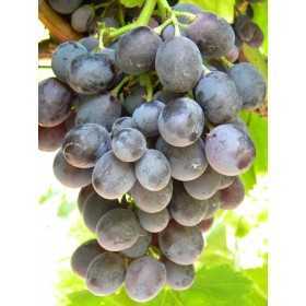 GRAPE MOSCATO DI ADDA PLANT GRAFTED ON BARBATELLA IN POT