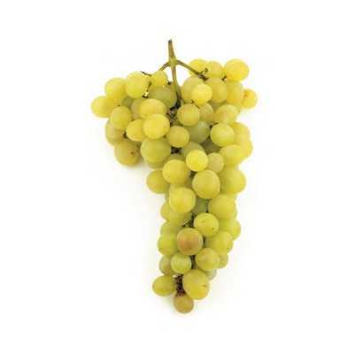 ZIBIBO GRAPE PLANT GRAFTED ON BARBATELLA IN POT