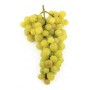 ZIBIBO GRAPE PLANT GRAFTED ON BARBATELLA IN POT