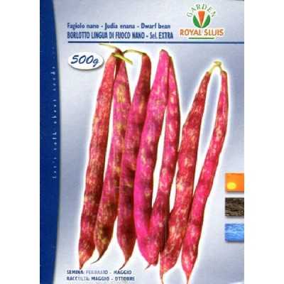 BEAN GR. 500 NANO LANGUAGE OF FIRE ROYAL SEED