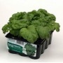 BASIL LETTUCE LEAF TRAY OF 12 SEEDS