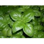 GENOVESE BASIL EMY 12 FORY