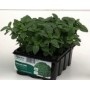 GREEK BASIL BALL 12 SEEDS