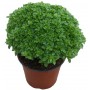 GREEK BASIL BALL IN A 16 CM VASE