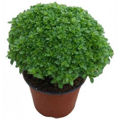BASILICO GRECO A PALLA IN VASO DA CM.16 