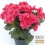 BEGONIA ELIATOR VASE DIAM. 14