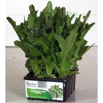 RED BEARD OF THE FRIARS LETTUCE WITH 12 SEEDS