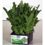 RED BEARD OF THE FRIARS LETTUCE WITH 12 SEEDS