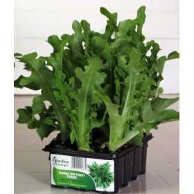 GREEN LETTUCE BEARD OF FRIARS, TRAY OF 12 SEEDS