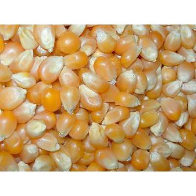 MAIS IBISCO KG. 25 