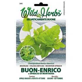 WILD HERBS SEEDS OF GOOD ENRICO OR MOUNTAIN SPINACH