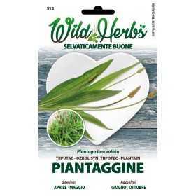 WILD HERBS PLANTAGE SEEDS