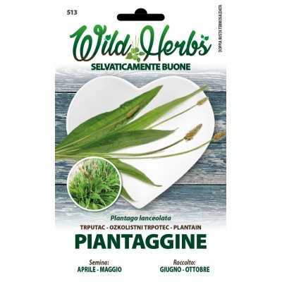 WILD HERBS PLANTAGE SEEDS