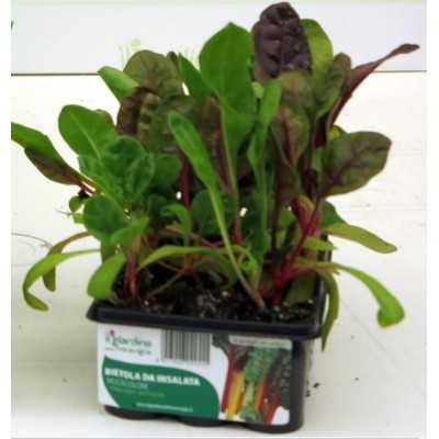 BIETOLA DA INSALATA MULTICOLORE VASCHETTA DA 12 PIANTINE 