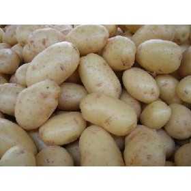 PATATE DA SEME AGRIA OLANDESI KG. 25 