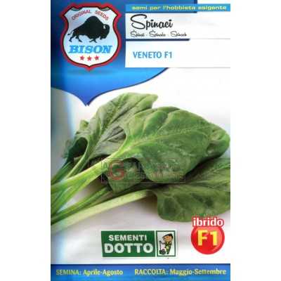 BISON SEEDS OF SPINACH VENETO HYBRID F1