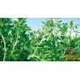 SEMI DI ERBA MEDICA SELEZIONE EQUIPE gr. 500 