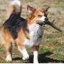 BAMA TUTTO MIO MINI GIOCATTOLO PER CANI DI PICCOLA TAGLIA