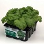 BASIL LETTUCE LEAF TRAY OF 12 SEEDS