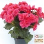 BEGONIA ELIATOR VASE DIAM. 14