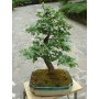 BONSAI OLIVE DECO